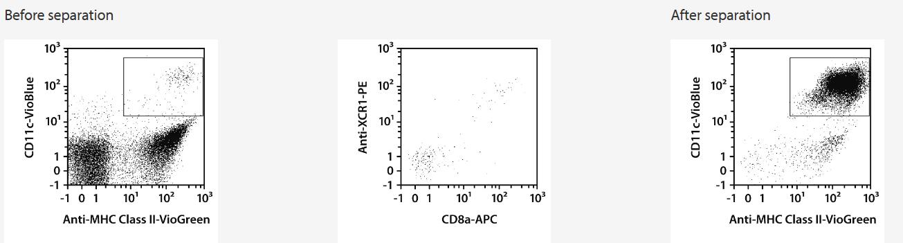 XCR1+ dendritic cells (DCs) were isolated from spleen single-cell suspension using Anti-XCR1 MicroBead Kit (Spleen) with two MS Columns and a MiniMACS Separator. Cells were fluorescently stained with Anti-MHC Class II-VioGreen, CD11c-VioBlue, Anti-XCR1-PE and CD8a-APC and analyzed using the MACSQuant Analyzer 10.<br />Cell debris, dead cells, and autofluorescent cells were excluded from analysis based on scatters and propidium iodide fluorescence. Dot plots on the right show conventional DCs gated on CD11c+MHC class II+ cells, stained for cross-presenting DC markers (CD8a and XCR1).
